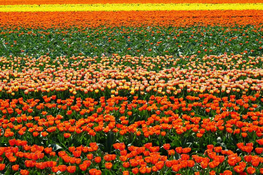 Destinazioni primaverili campi di tulipani in Olanda